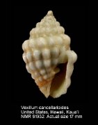 Vexillum cancellarioides (3)